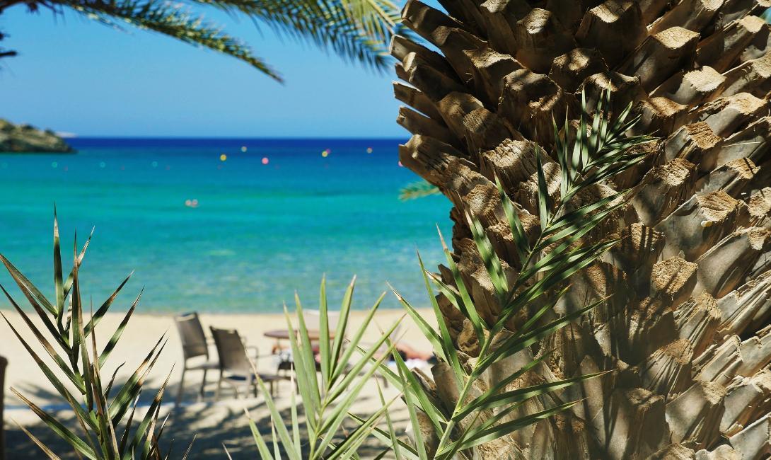 Vai, Palm Forest